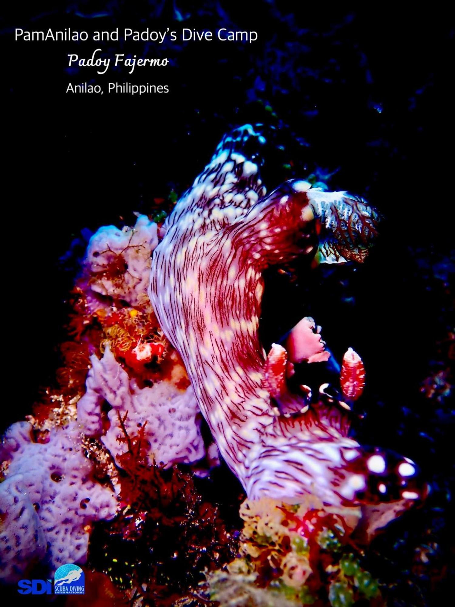 Pamanilao And Padoy'S Dive Camp Hotel Batangas Exterior foto